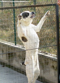 Yena nel lavoro di guardia